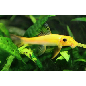 Гиринохейлус (Gyrinocheilus aymonieri), также известный как «китайский водорослеед», — аквариумная рыба, которая помогает бороться с водорослями.