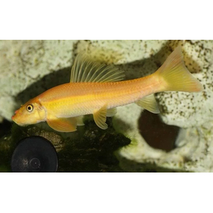 Гиринохейлус (Gyrinocheilus aymonieri), также известный как «китайский водорослеед», — аквариумная рыба, которая помогает бороться с водорослями.