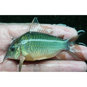 Brochis splendens — вид лучепёрых рыб из семейства панцирных сомов, известный также под названиями: зелёный сомик, зелёный брохис, изумрудный сомик. Некоторые систематики относят этот вид к сестринскому роду коридорасов (лат. Corydoras splendens).