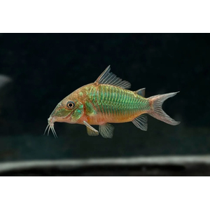 Brochis splendens — вид лучепёрых рыб из семейства панцирных сомов, известный также под названиями: зелёный сомик, зелёный брохис, изумрудный сомик. Некоторые систематики относят этот вид к сестринскому роду коридорасов (лат. Corydoras splendens).