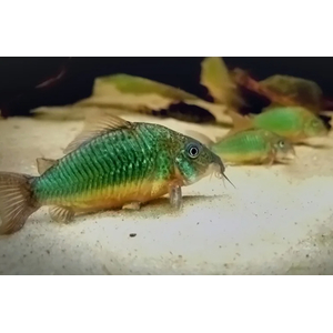 Brochis splendens — вид лучепёрых рыб из семейства панцирных сомов, известный также под названиями: зелёный сомик, зелёный брохис, изумрудный сомик. Некоторые систематики относят этот вид к сестринскому роду коридорасов (лат. Corydoras splendens).