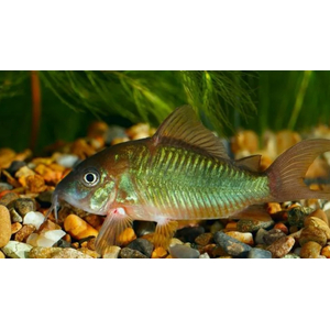 Brochis splendens — вид лучепёрых рыб из семейства панцирных сомов, известный также под названиями: зелёный сомик, зелёный брохис, изумрудный сомик. Некоторые систематики относят этот вид к сестринскому роду коридорасов (лат. Corydoras splendens).