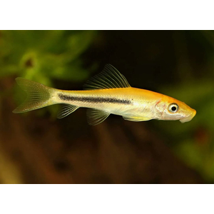 Гиринохейлус (Gyrinocheilus aymonieri) — аквариумная рыбка, также известная как «китайский водорослеед».