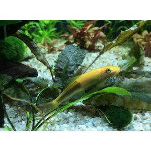 Гиринохейлус (Gyrinocheilus aymonieri) — аквариумная рыбка, также известная как «китайский водорослеед».