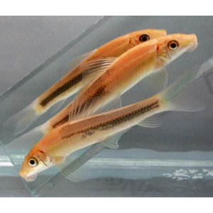 Гиринохейлус (Gyrinocheilus aymonieri) — аквариумная рыбка, также известная как «китайский водорослеед».