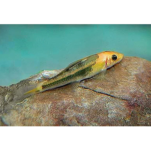 Гиринохейлус (Gyrinocheilus aymonieri) — аквариумная рыбка, также известная как «китайский водорослеед».