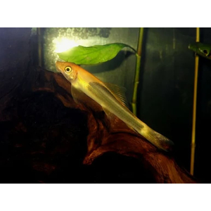 Гиринохейлус (Gyrinocheilus aymonieri) — аквариумная рыбка, также известная как «китайский водорослеед».