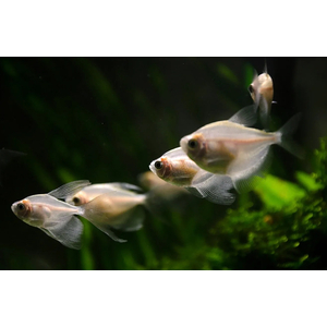 ТЕРНЕЦИЯ БЕЛАЯ - Gymnocorymbus ternetzi