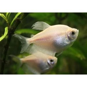 ТЕРНЕЦИЯ БЕЛАЯ - Gymnocorymbus ternetzi