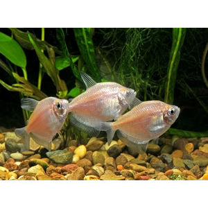 ТЕРНЕЦИЯ БЕЛАЯ - Gymnocorymbus ternetzi