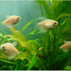 ТЕРНЕЦИЯ БЕЛАЯ - Gymnocorymbus ternetzi