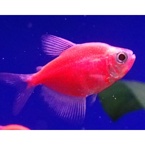 ТЕРНЕЦИЯ ГЛО КРАСНАЯ