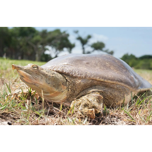Китайский трионикс (лат. Pelodiscus sinensis)
