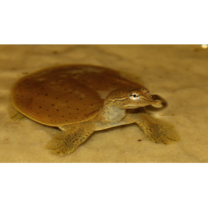 Китайский трионикс (лат. Pelodiscus sinensis)