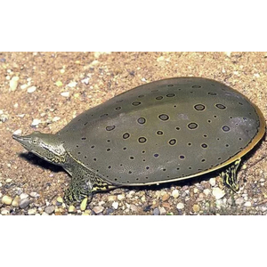 Китайский трионикс (лат. Pelodiscus sinensis)