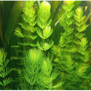 РОГОЛИСТНИК - Ceratophyllum