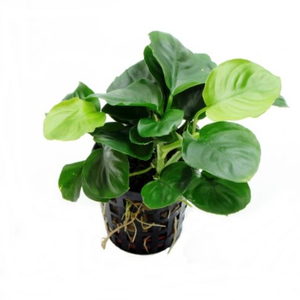 АНУБИАС БАРТЕРИ КРУГЛЫЙ (ЗОЛОТАЯ МОНЕТА)