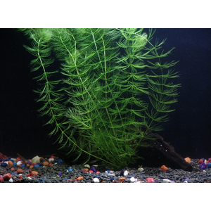 РОГОЛИСТНИК - Ceratophyllum