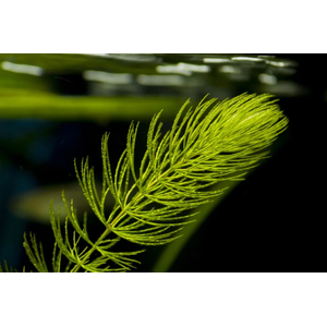 РОГОЛИСТНИК - Ceratophyllum
