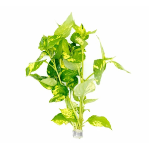 НОМАФИЛА (лимонник) ВАРИЕГАТУС широкий лист