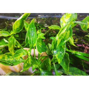 НОМАФИЛА (лимонник) ВАРИЕГАТУС широкий лист