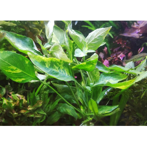 НОМАФИЛА (лимонник) ВАРИЕГАТУС широкий лист