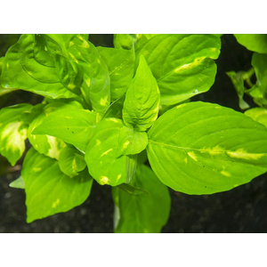 НОМАФИЛА (лимонник) ВАРИЕГАТУС широкий лист