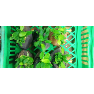 Растение на лаве АНУБИАС НАНА ПАКСИНГ