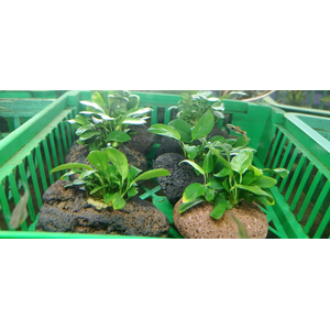 Растение на лаве АНУБИАС НАНА ПАКСИНГ