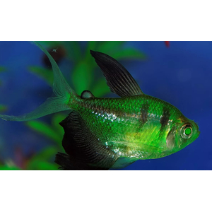 ТЕРНЕЦИЯ ГЛО С ПОЛОСКАМИ АССОРТИ