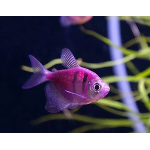 ТЕРНЕЦИЯ ГЛО С ПОЛОСКАМИ АССОРТИ