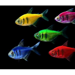 ТЕРНЕЦИЯ ГЛО С ПОЛОСКАМИ АССОРТИ