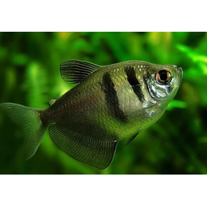 ТЕРНЕЦИЯ ГЛО С ПОЛОСКАМИ АССОРТИ