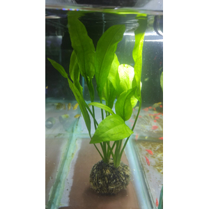 Растение на кочке ЭХИНОДОРУС БЛЕХЕРИ