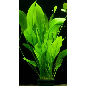 ЭХИНОДОРУС БЛЕХЕРИ