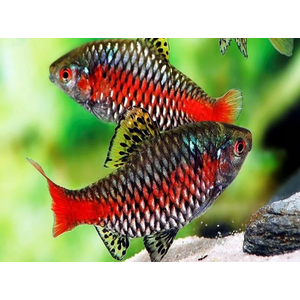 БАРБУС АЛЫЙ - Pethia padamya
