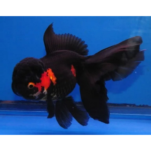 ОРАНДА КРАСНО-ЧЕРНАЯ 12+см ЭКСТЕРЬЕРНЫЙ ВИД