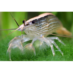 КРЕВЕТКА ФИЛЬТРАТОР  - Atyopsis molucсensis