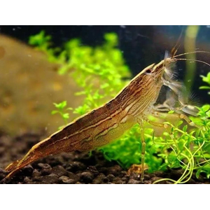 КРЕВЕТКА ФИЛЬТРАТОР  - Atyopsis molucсensis