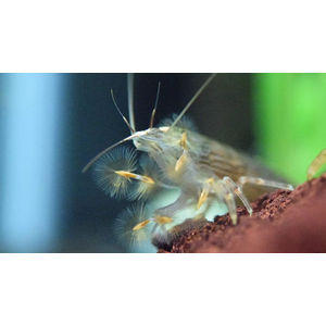 КРЕВЕТКА ФИЛЬТРАТОР  - Atyopsis molucсensis