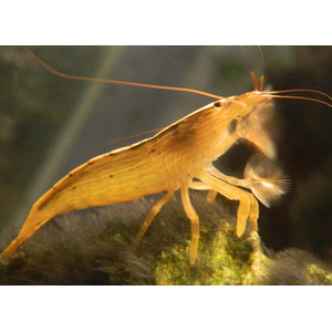 КРЕВЕТКА ФИЛЬТРАТОР  - Atyopsis molucсensisКРЕВЕТКА ФИЛЬТРАТОР  - Atyopsis molucсensis