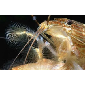 КРЕВЕТКА ФИЛЬТРАТОР  - Atyopsis molucсensis