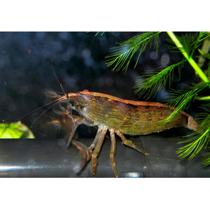 КРЕВЕТКА ФИЛЬТРАТОР  - Atyopsis molucсensisКРЕВЕТКА ФИЛЬТРАТОР  - Atyopsis molucсensis