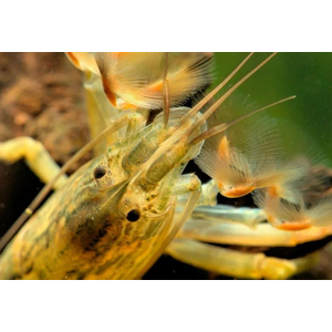 КРЕВЕТКА ФИЛЬТРАТОР  - Atyopsis molucсensis