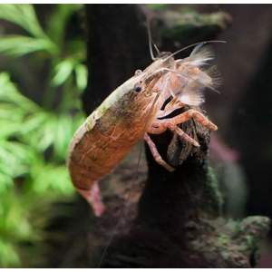 КРЕВЕТКА ФИЛЬТРАТОР  - Atyopsis molucсensis