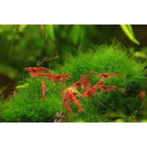 КРЕВЕТКА ВИШНЯ - shrimp cherry - Neocaridina heteropoda или Neocaridina davidi — пресноводная креветка, известная как «вишня». Это цветовая вариация обыкновенных неокардин, выведенная путём отбора и усиления яркой окраски.