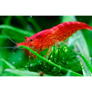 КРЕВЕТКА ВИШНЯ - shrimp cherry - Neocaridina heteropoda или Neocaridina davidi — пресноводная креветка, известная как «вишня». Это цветовая вариация обыкновенных неокардин, выведенная путём отбора и усиления яркой окраски.