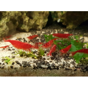 КРЕВЕТКА ВИШНЯ - shrimp cherry - Neocaridina heteropoda или Neocaridina davidi — пресноводная креветка, известная как «вишня». Это цветовая вариация обыкновенных неокардин, выведенная путём отбора и усиления яркой окраски.