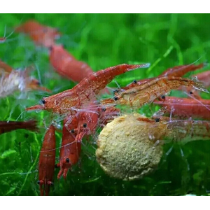 КРЕВЕТКА ВИШНЯ - shrimp cherry - Neocaridina heteropoda или Neocaridina davidi — пресноводная креветка, известная как «вишня». Это цветовая вариация обыкновенных неокардин, выведенная путём отбора и усиления яркой окраски.
