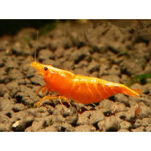 КРЕВЕТКА ОРАНЖЕВАЯ МАНДАРИНКА НЕОКАРИДИНА - Neocaridina Orange